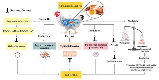 Natural feed additives cinnamon extract 