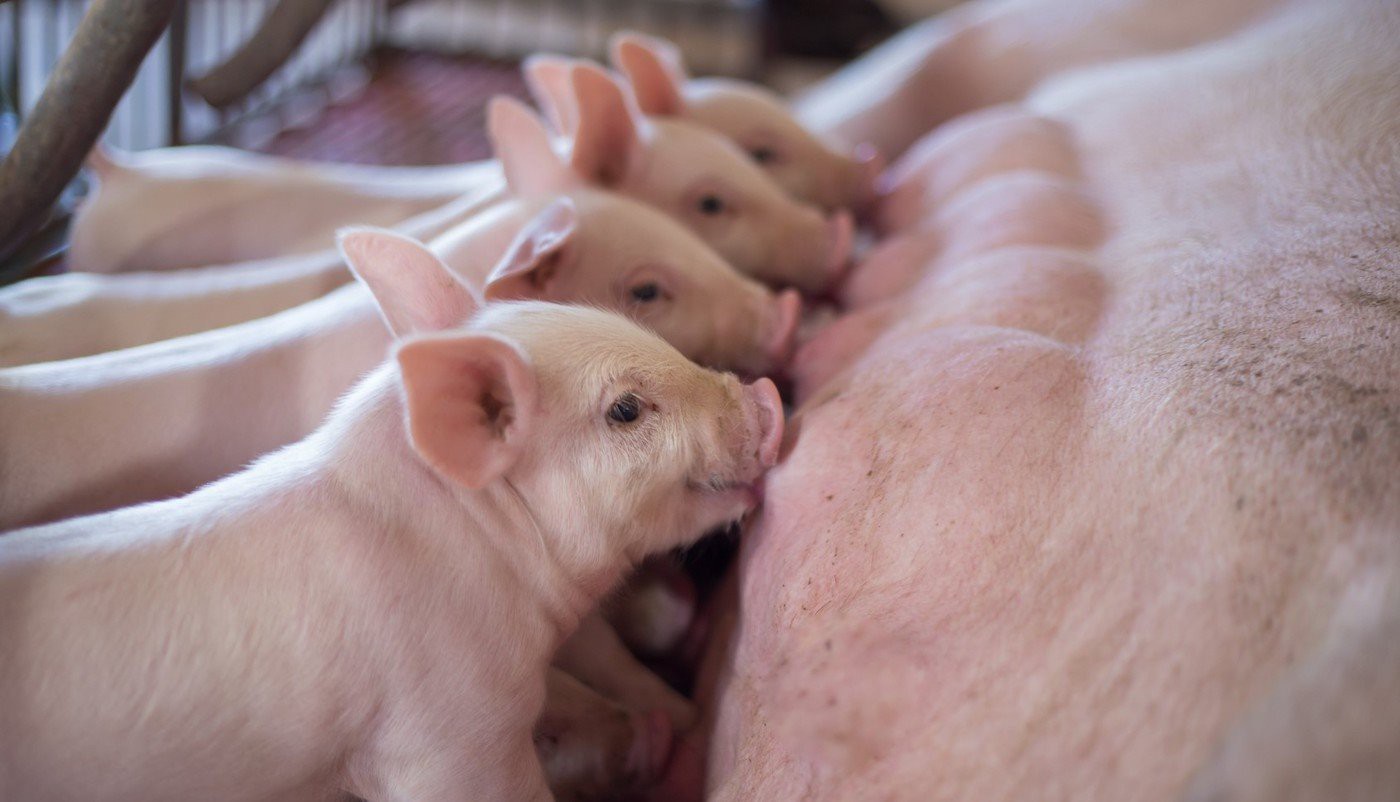 pigs_175190