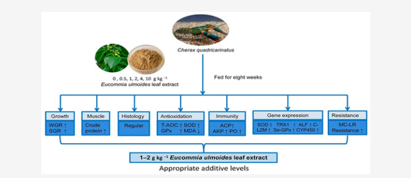 Eucommia bark extract bulk powder Eucommia bark extract bulk powder