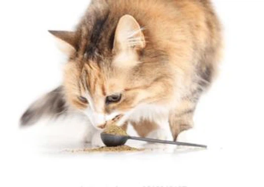 White tea extract powder manufacturer White tea extract powder manufacturer